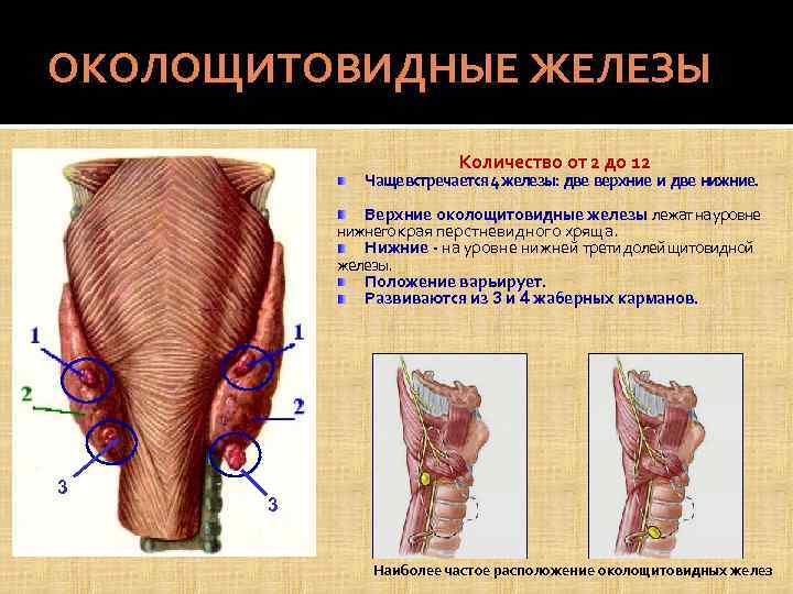 Паращитовидная железа фото