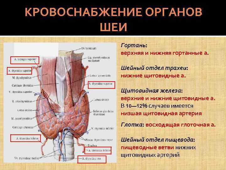Артерии щитовидной железы. Иннервация щитовидной железы анатомия. Щитовидная железа (топография, строение, кровоснабжение, иннервация). Щитовидная железа кровоснабжение и иннервация. Иннервация щитовидной железы топографическая анатомия.