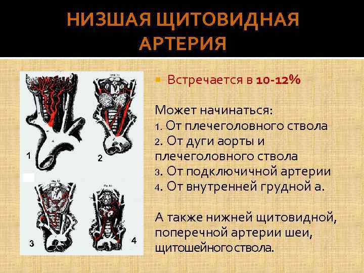 НИЗШАЯ ЩИТОВИДНАЯ АРТЕРИЯ 1 3 Встречается в 10 -12% Может начинаться: 1. От плечеголовного