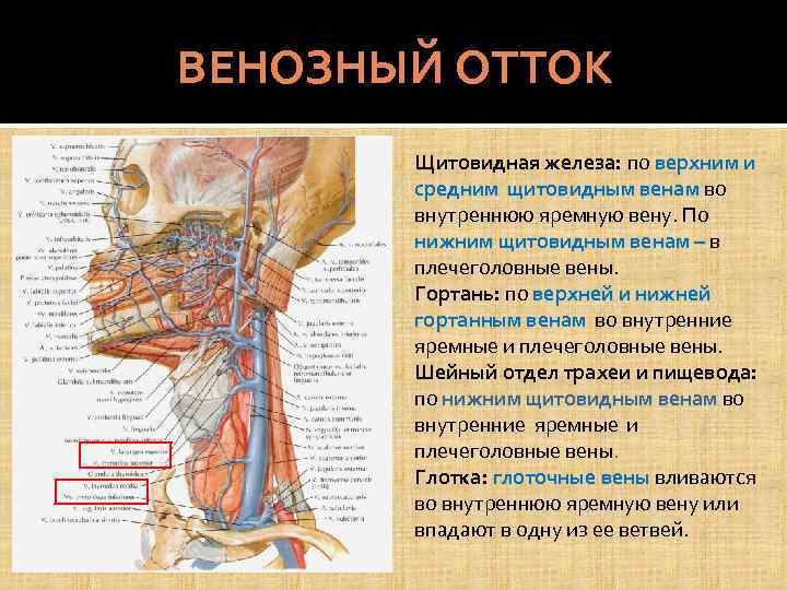 ВЕНОЗНЫЙ ОТТОК Щитовидная железа: по верхним и средним щитовидным венам во внутреннюю яремную вену.