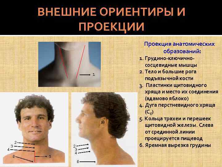 ВНЕШНИЕ ОРИЕНТИРЫ И ПРОЕКЦИИ Проекция анатомических образований: 1 4 3 2 6 5 2