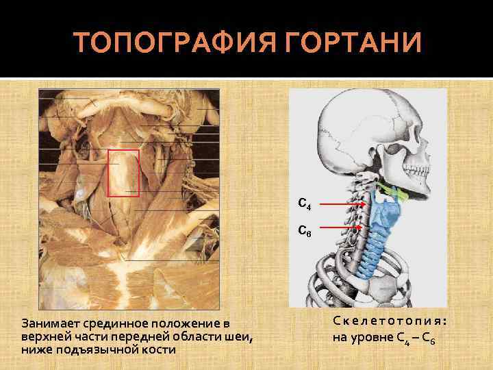 ТОПОГРАФИЯ ГОРТАНИ С 4 С 6 Занимает срединное положение в верхней части передней области