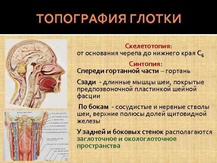 ТОПОГРАФИЯ ГЛОТКИ Скелетотопия: от основания черепа до нижнего края С 6 Синтопия: Спереди гортанной