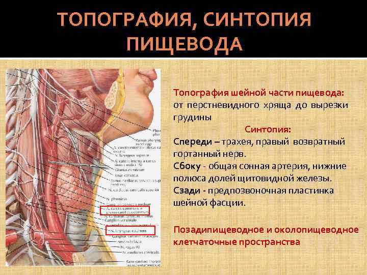 ТОПОГРАФИЯ, СИНТОПИЯ ПИЩЕВОДА Топография шейной части пищевода: от перстневидного хряща до вырезки грудины Синтопия: