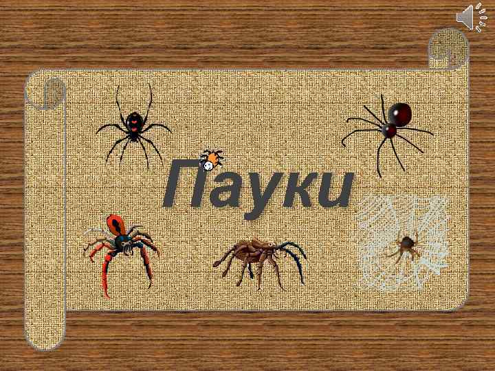 Пауки 