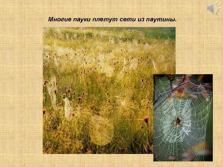 Многие пауки плетут сети из паутины. 
