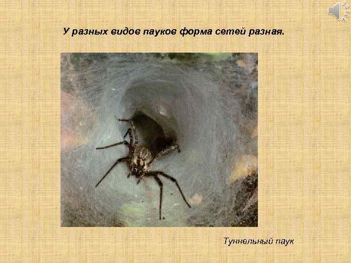 У разных видов пауков форма сетей разная. Туннельный паук 