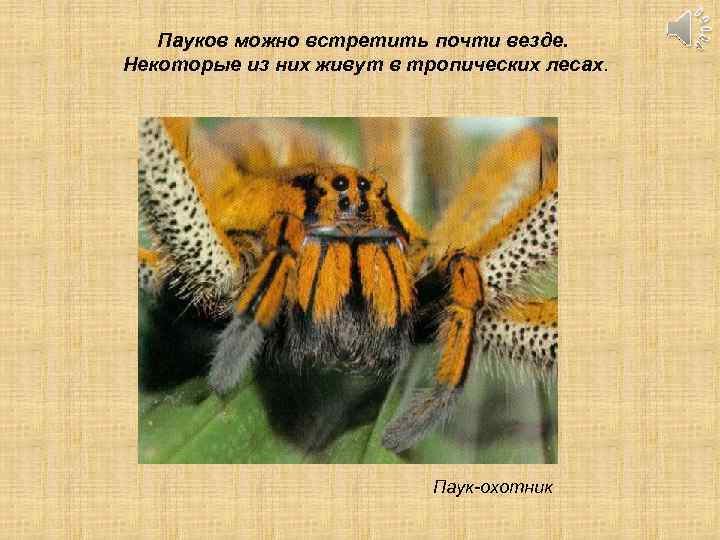 Пауков можно встретить почти везде. Некоторые из них живут в тропических лесах. Паук-охотник 