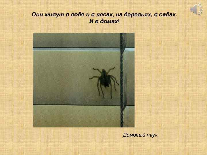Они живут в воде и в лесах, на деревьях, в садах. И в домах!