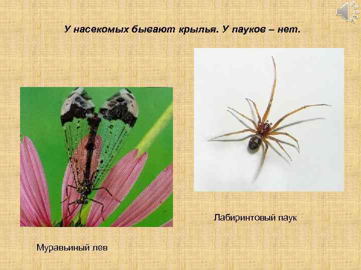 У насекомых бывают крылья. У пауков – нет. Лабиринтовый паук Муравьиный лев 