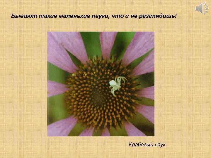 Бывают такие маленькие пауки, что и не разглядишь! Крабовый паук 