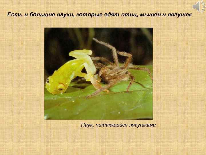 Есть и большие пауки, которые едят птиц, мышей и лягушек. Паук, питающийся лягушками 