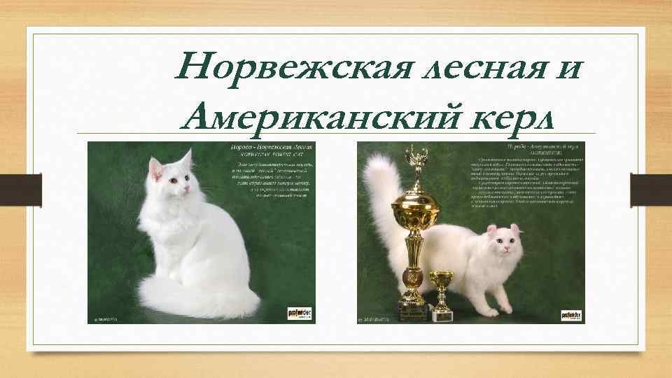 Норвежская лесная и Американский керл 
