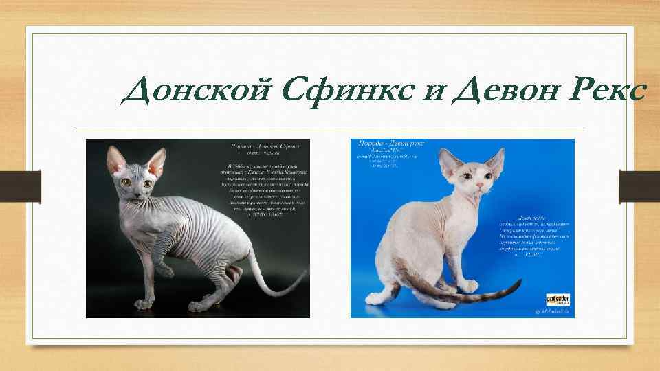 Донской Сфинкс и Девон Рекс 