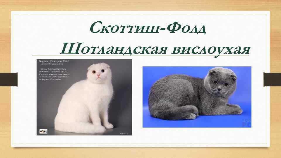 Скоттиш-Фолд Шотландская вислоухая 