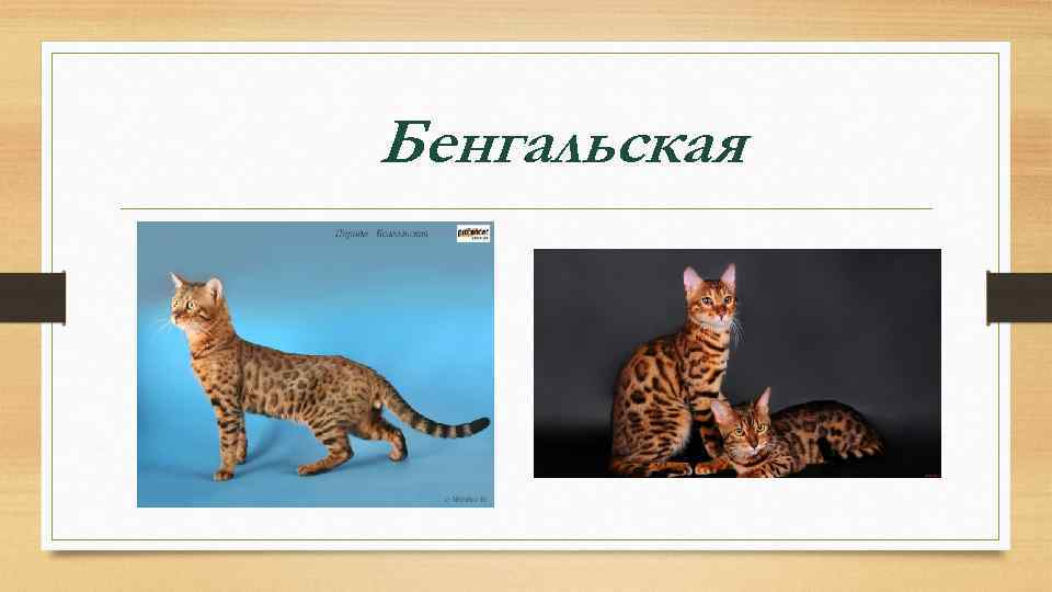 Бенгальская 
