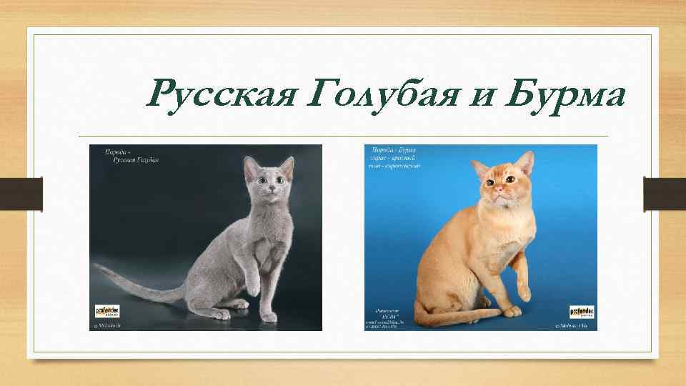 Русская Голубая и Бурма 