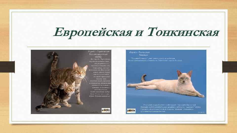 Европейская и Тонкинская 