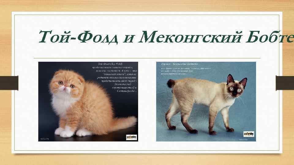 Той-Фолд и Меконгский Бобтей 