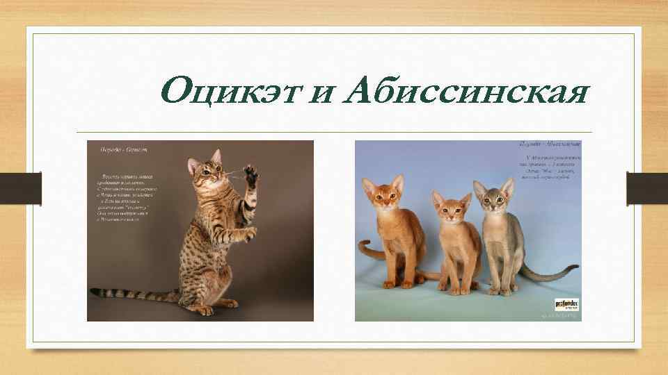 Оцикэт и Абиссинская 