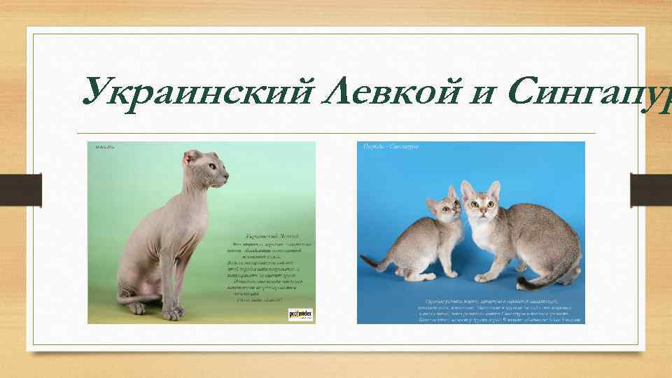 Украинский Левкой и Сингапур 