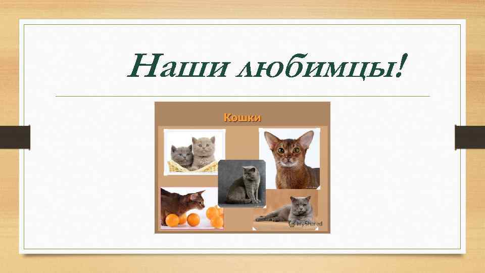 Наши любимцы! 