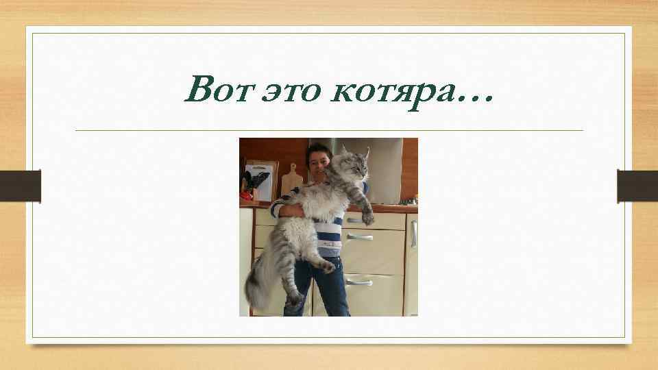 Вот это котяра… 