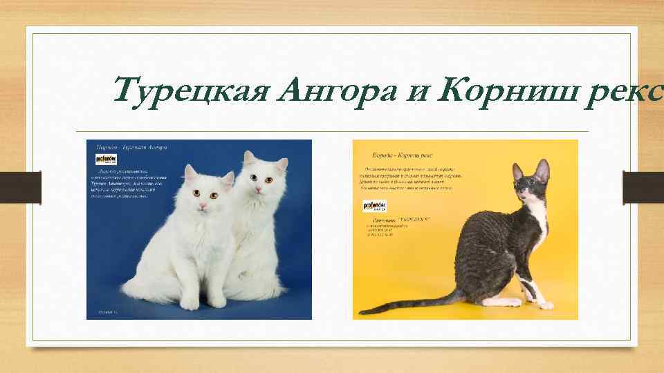 Турецкая Ангора и Корниш рекс 