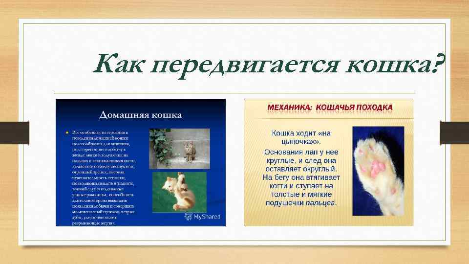 Как передвигается кошка? 