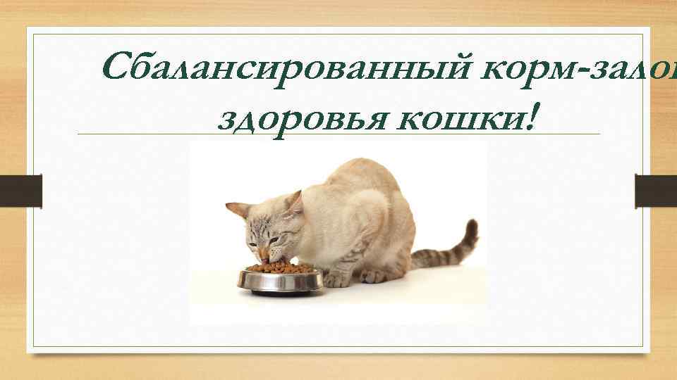 Сбалансированный корм-залог здоровья кошки! 