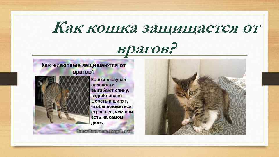 Как кошка защищается от врагов? 