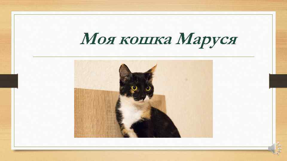 Моя кошка Маруся 