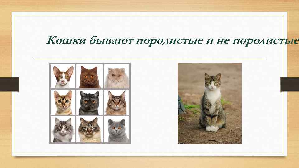 Кошки бывают породистые и не породистые 