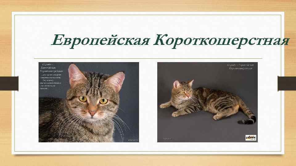 Европейская Короткошерстная 
