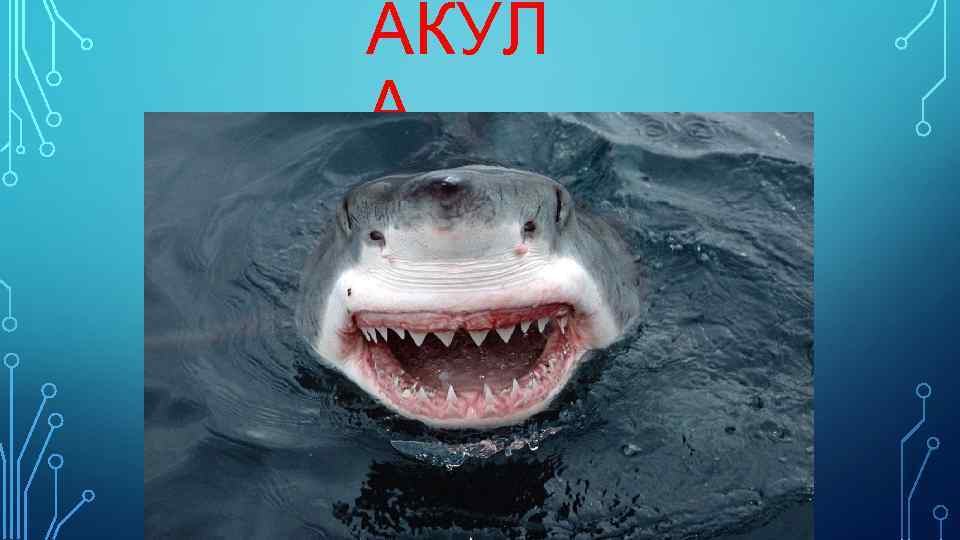 АКУЛ А 