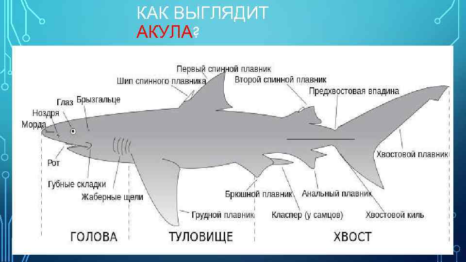 КАК ВЫГЛЯДИТ АКУЛА? 