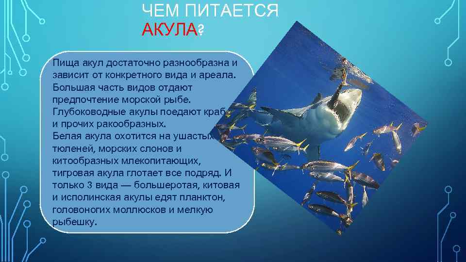 ЧЕМ ПИТАЕТСЯ АКУЛА? Пища акул достаточно разнообразна и зависит от конкретного вида и ареала.