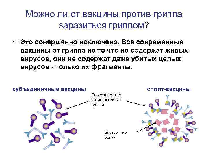 Можно ли от вакцины против гриппа заразиться гриппом? • Это совершенно исключено. Все современные
