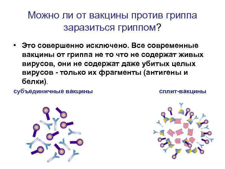 Можно ли от вакцины против гриппа заразиться гриппом? • Это совершенно исключено. Все современные