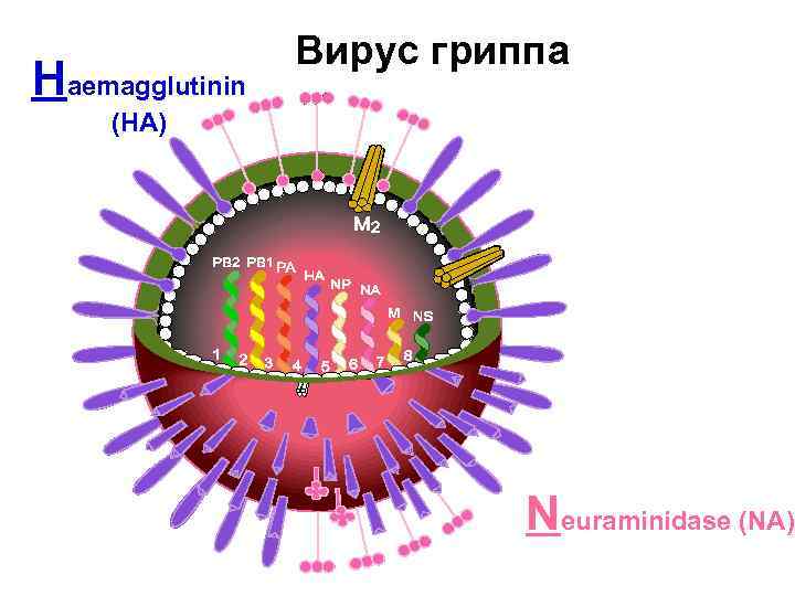 Haemagglutinin Вирус гриппа (HA) Neuraminidase (NA) 