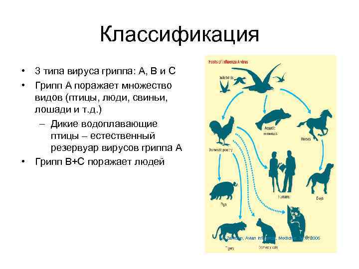 Классификация • 3 типа вируса гриппа: A, B и C • Грипп A поражает