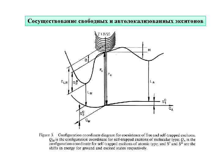 Сосуществование свободных и автолокализованных экситонов 