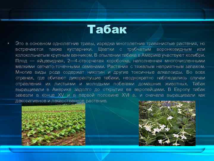 Табак • Это в основном однолетние травы, изредка многолетние травянистые растения, но встречаются также