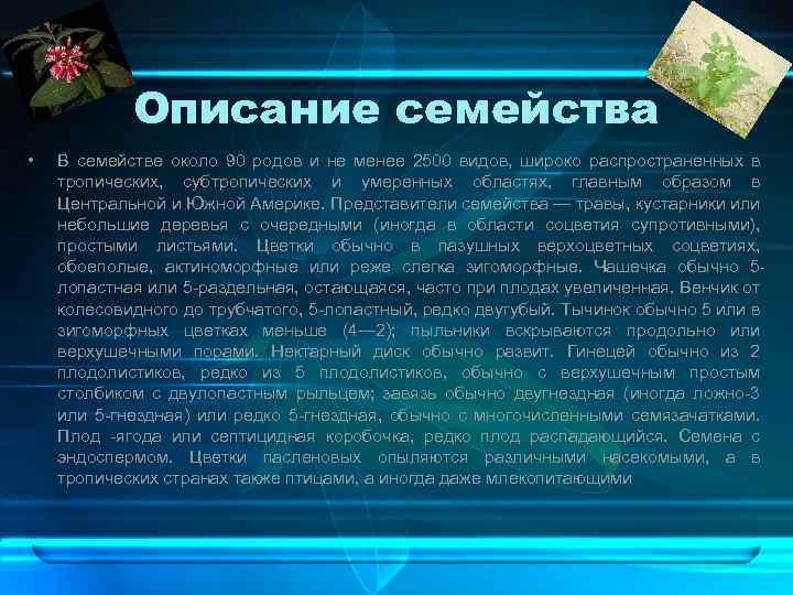 Описание семейства • В семействе около 90 родов и не менее 2500 видов, широко