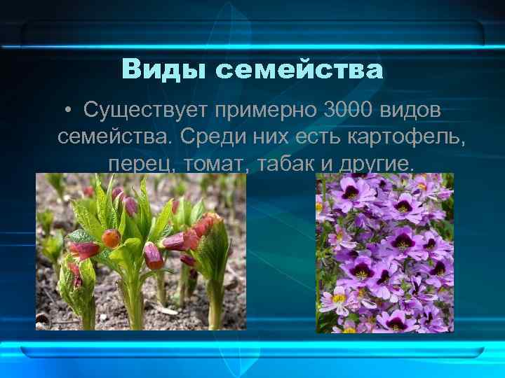 Виды семейства • Существует примерно 3000 видов семейства. Среди них есть картофель, перец, томат,