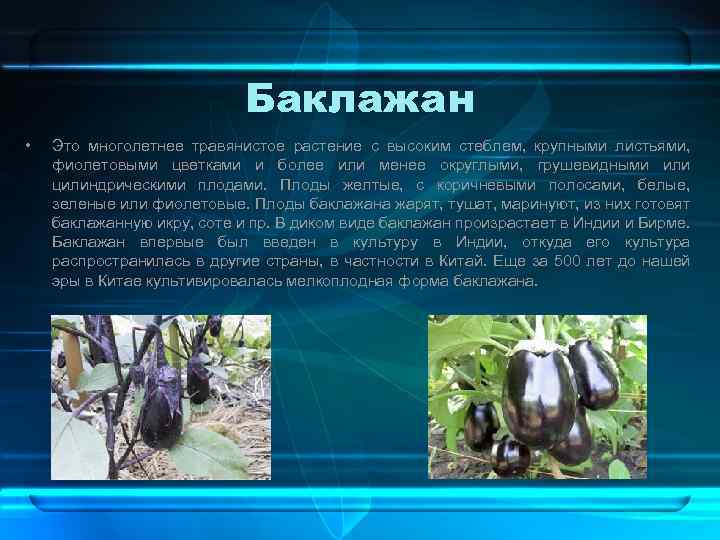 Баклажан • Это многолетнее травянистое растение с высоким стеблем, крупными листьями, фиолетовыми цветками и