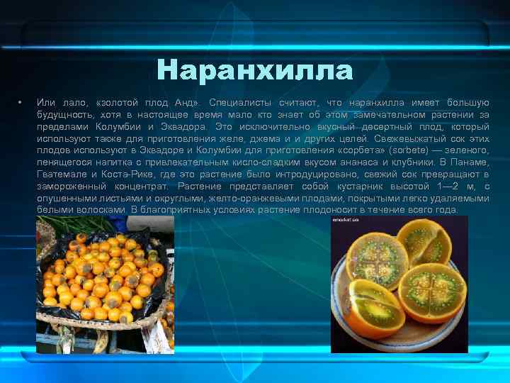 Наранхилла • Или лало, «золотой плод Анд» . Специалисты считают, что наранхилла имеет большую