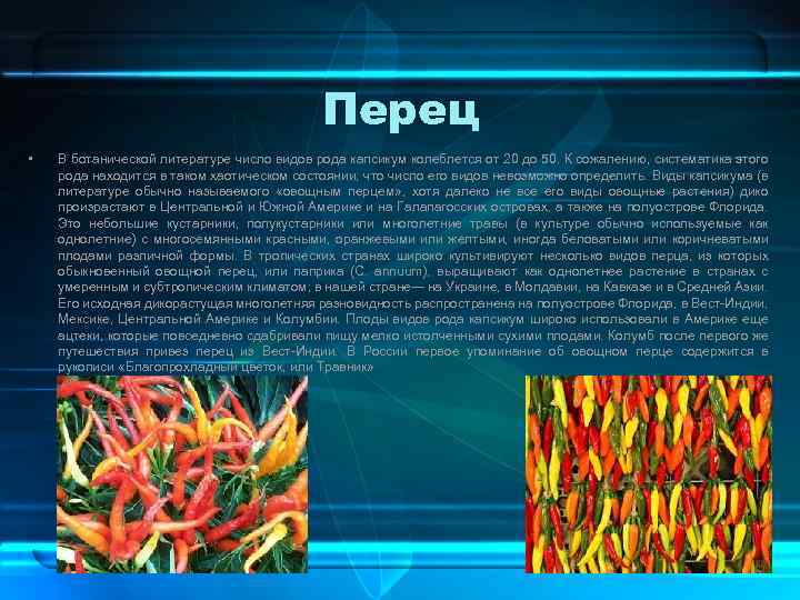 Перец • В ботанической литературе число видов рода капсикум колеблется от 20 до 50.