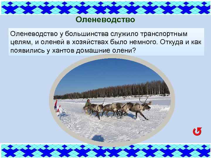 Оленеводство у большинства служило транспортным целям, и оленей в хозяйствах было немного. Откуда и