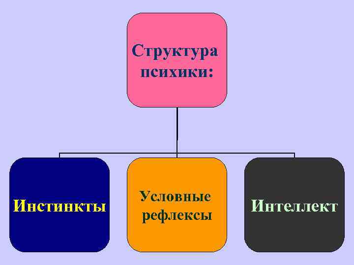 Структура психики: Инстинкты Условные рефлексы Интеллект 